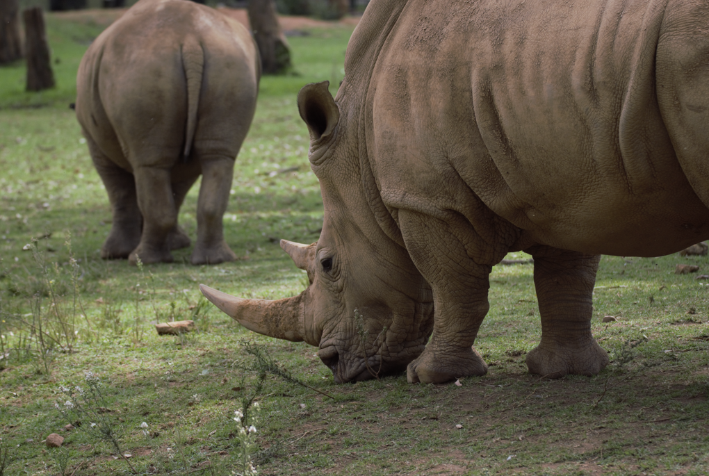 Peter, White Rhino (Ceratotherium simum simum)