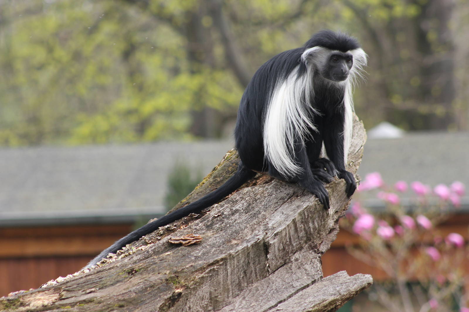 Peter's Angola colobus