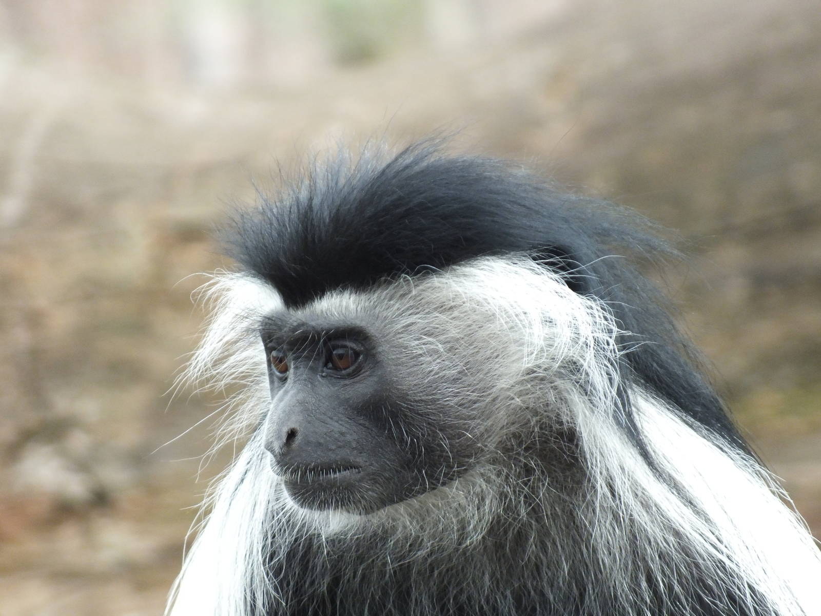 Peters? Angolan Colobus (Colobus angolensis palliates) at Zoologischer Gart