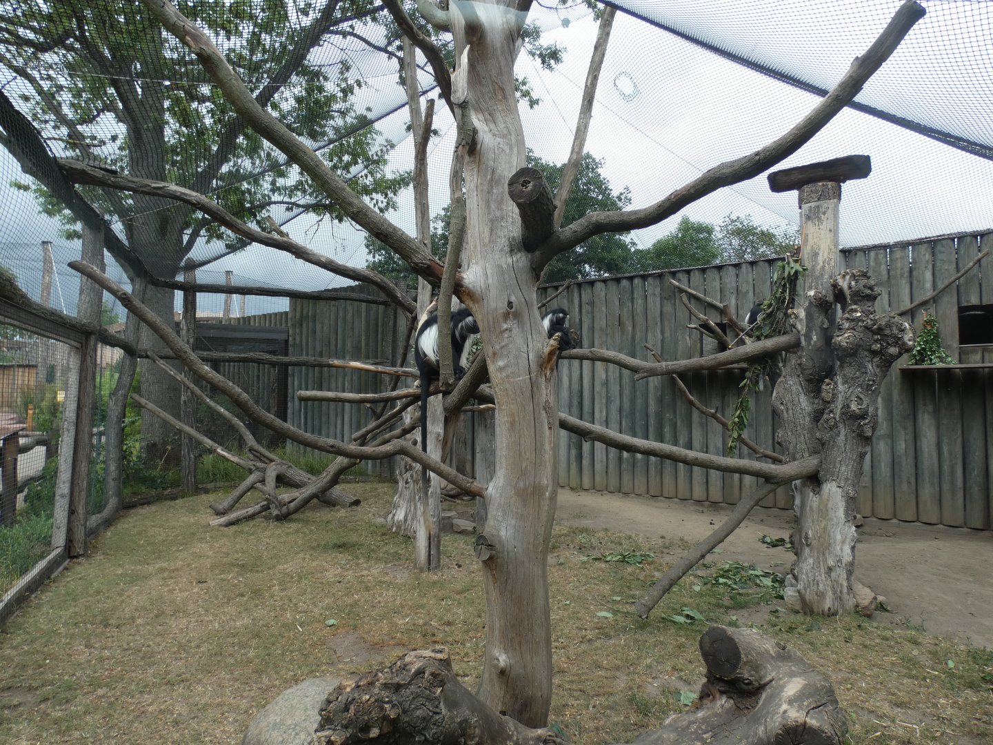 Peter's Angolan Colobus enclosure