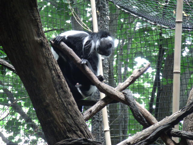 Peter's Angolan Colobus