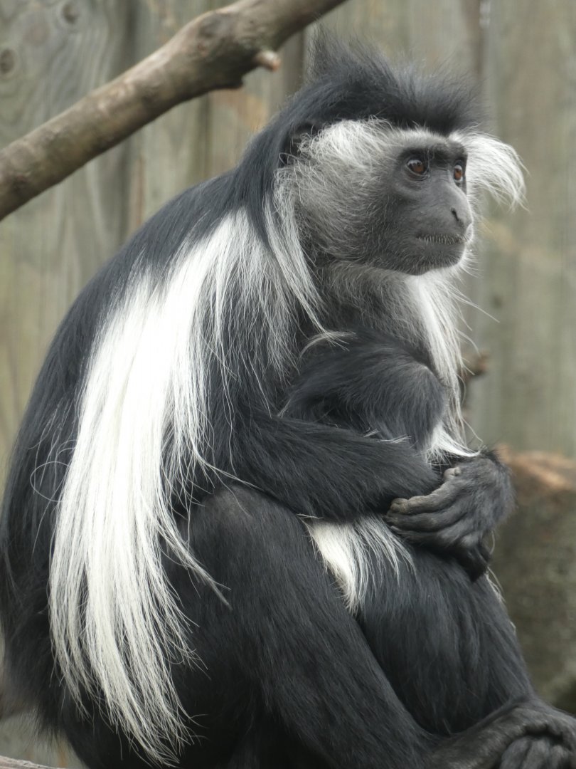 Peter's Angolan Colobus