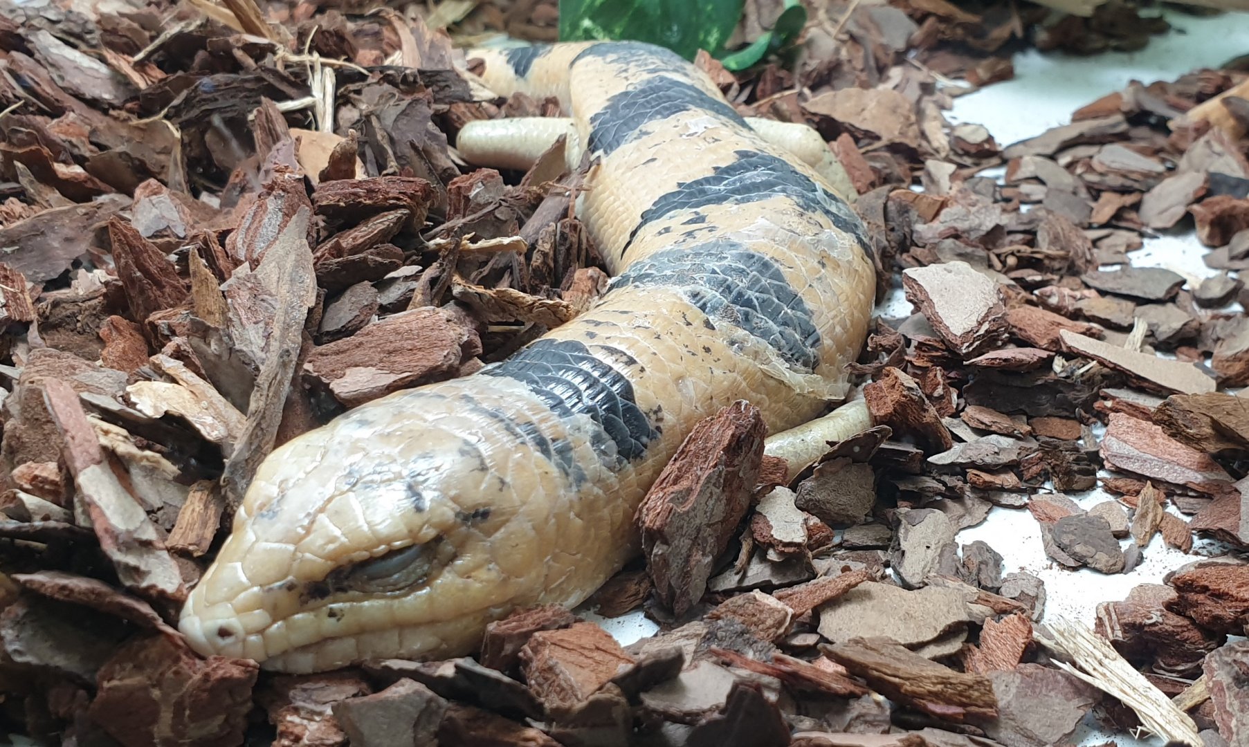 Peter's banded skink - Scincopus fasciatus