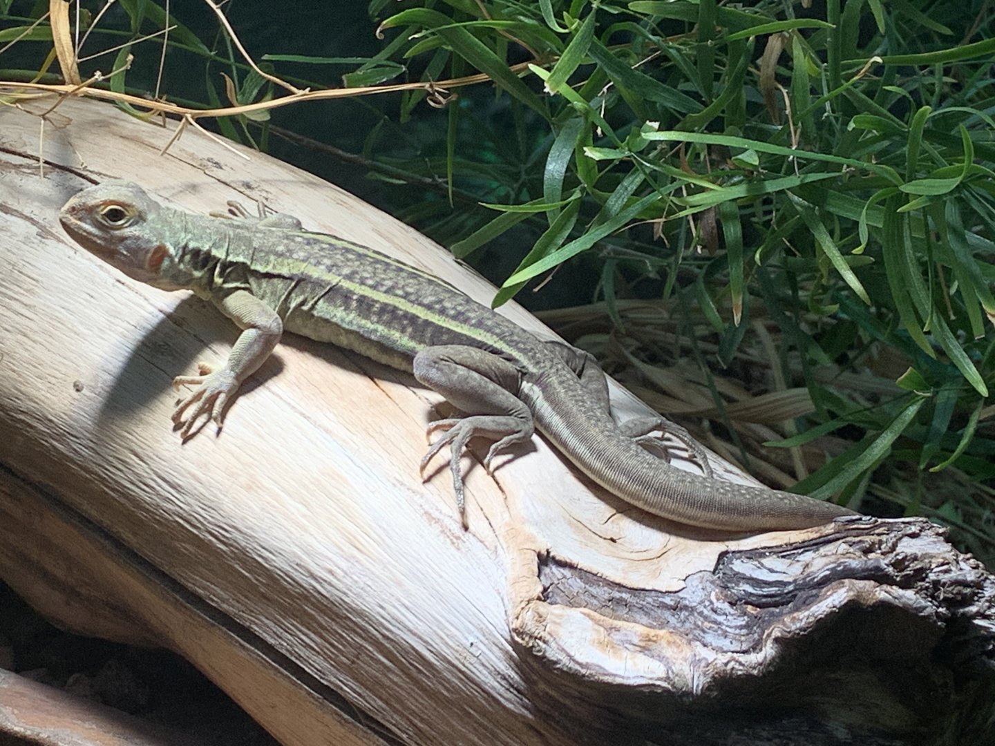 Peter's butterfly lizard