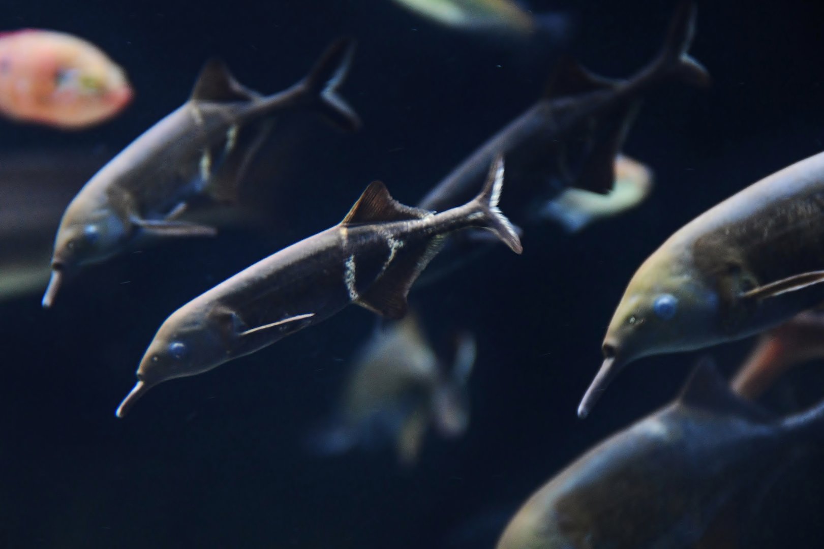 Peter's Elephantnose Fish (Gnathonemus petersii)