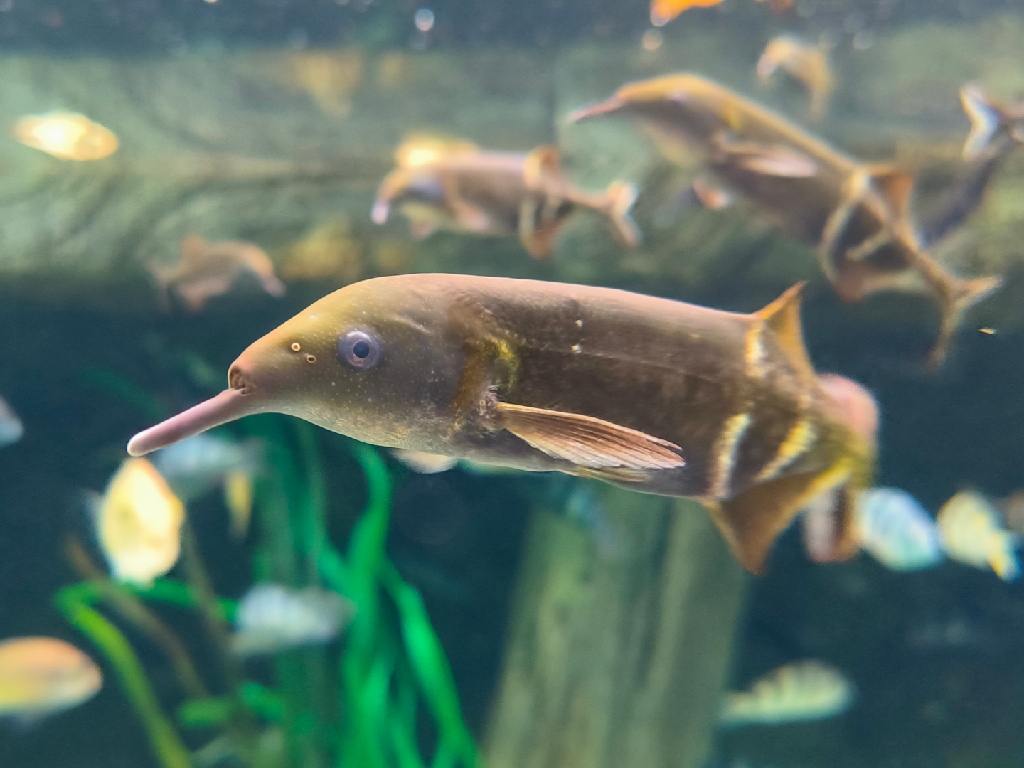 Peter's Elephantnose Fish (Gnathonemus petersii)