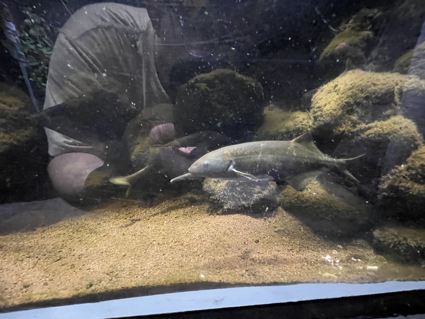 peter’s elephantnose fish (gnathonemus petersii)