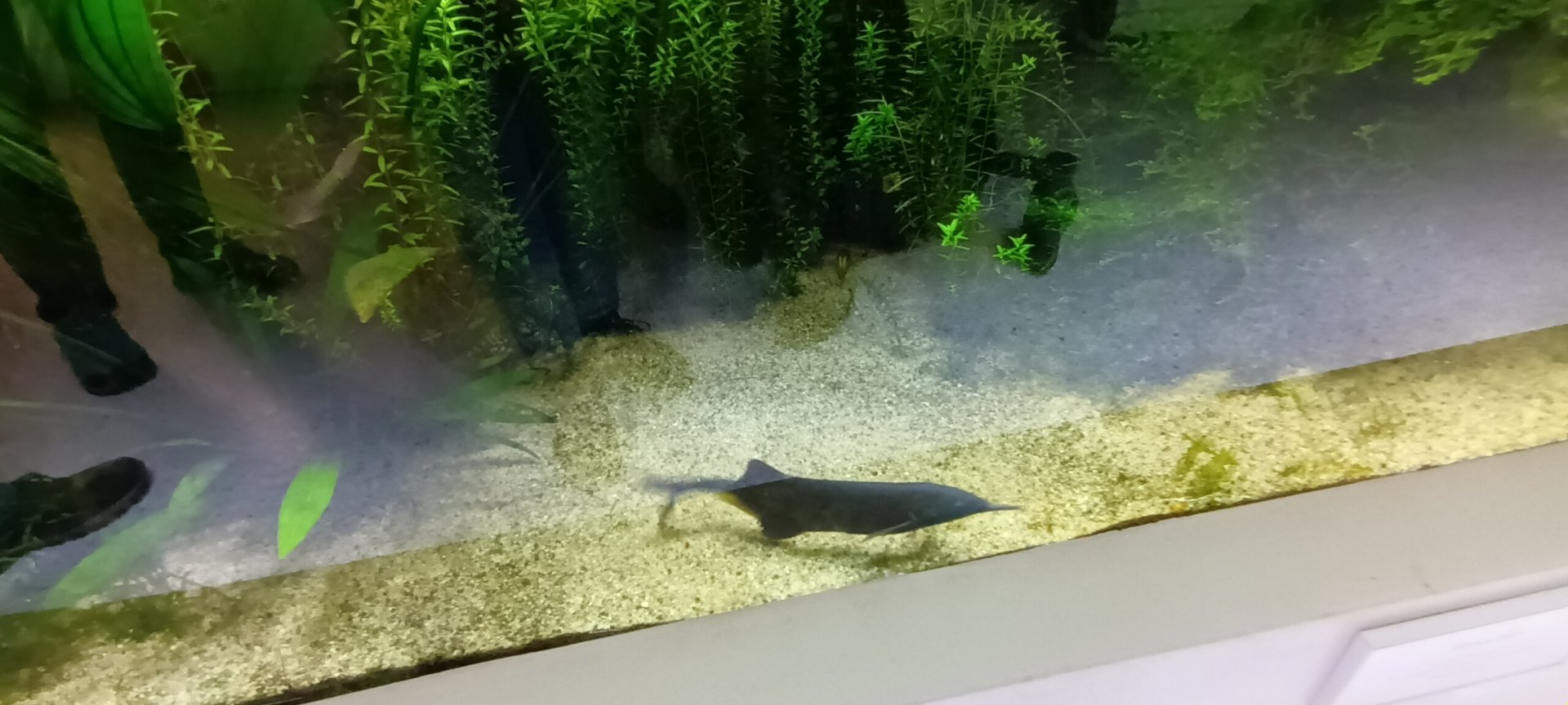 Peters elephantnose Fish