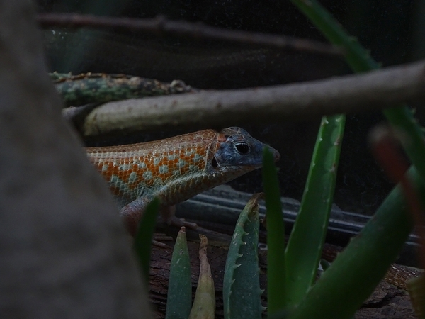 Peter's keeled cordylid (Tracheloptychus petersi)