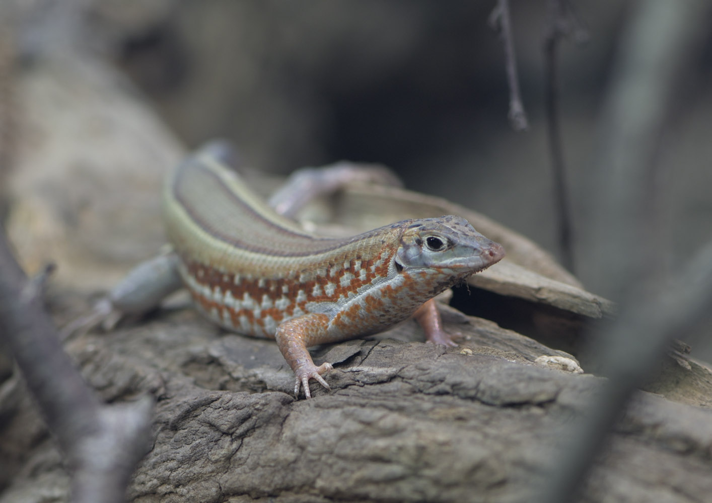 Peter's keeled cordylid