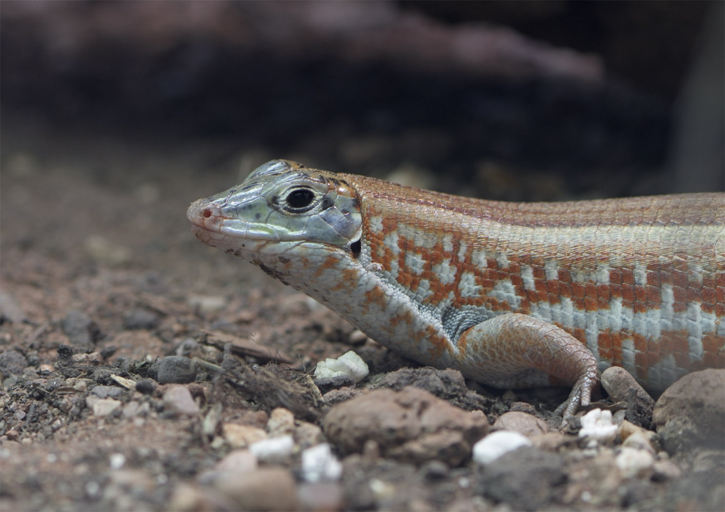 Peter's keeled cordylid