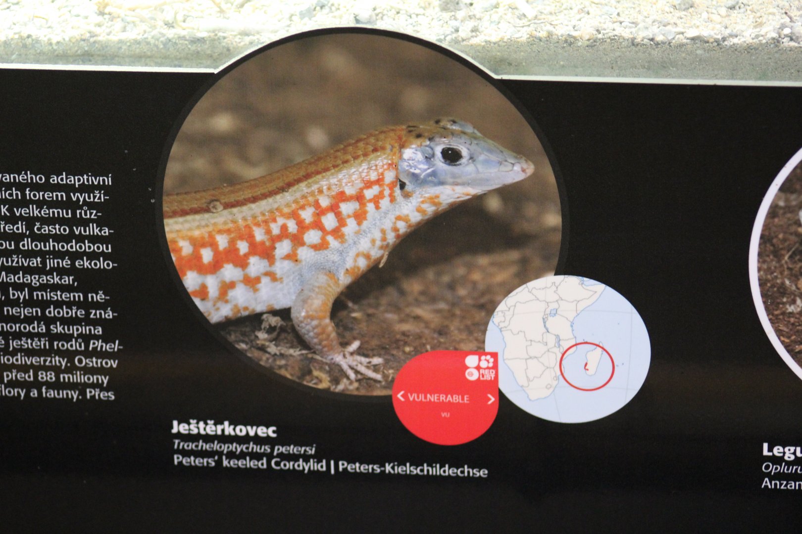 Peters' Keeled Plated Lizard Signage