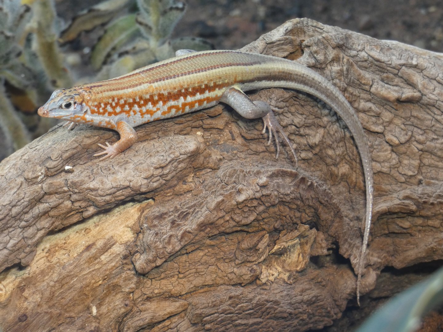 Peter's Madagascar plated lizard