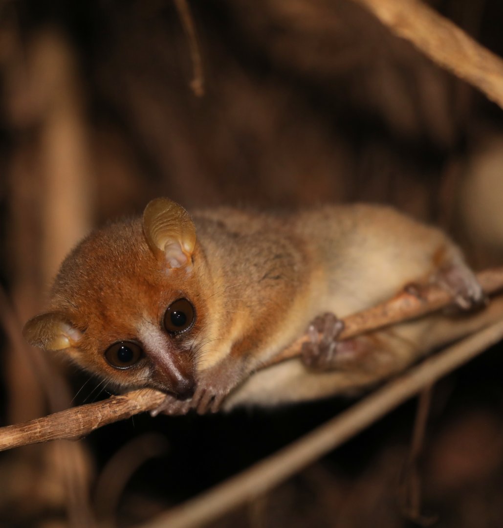 Peters' Mouse Lemur (Microcebus myoxinus)