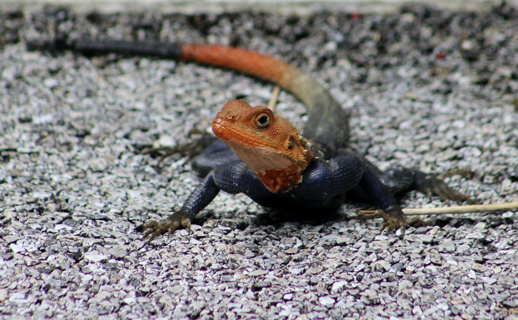 Peter's Rock Agama (Agama picticauda) male - wild