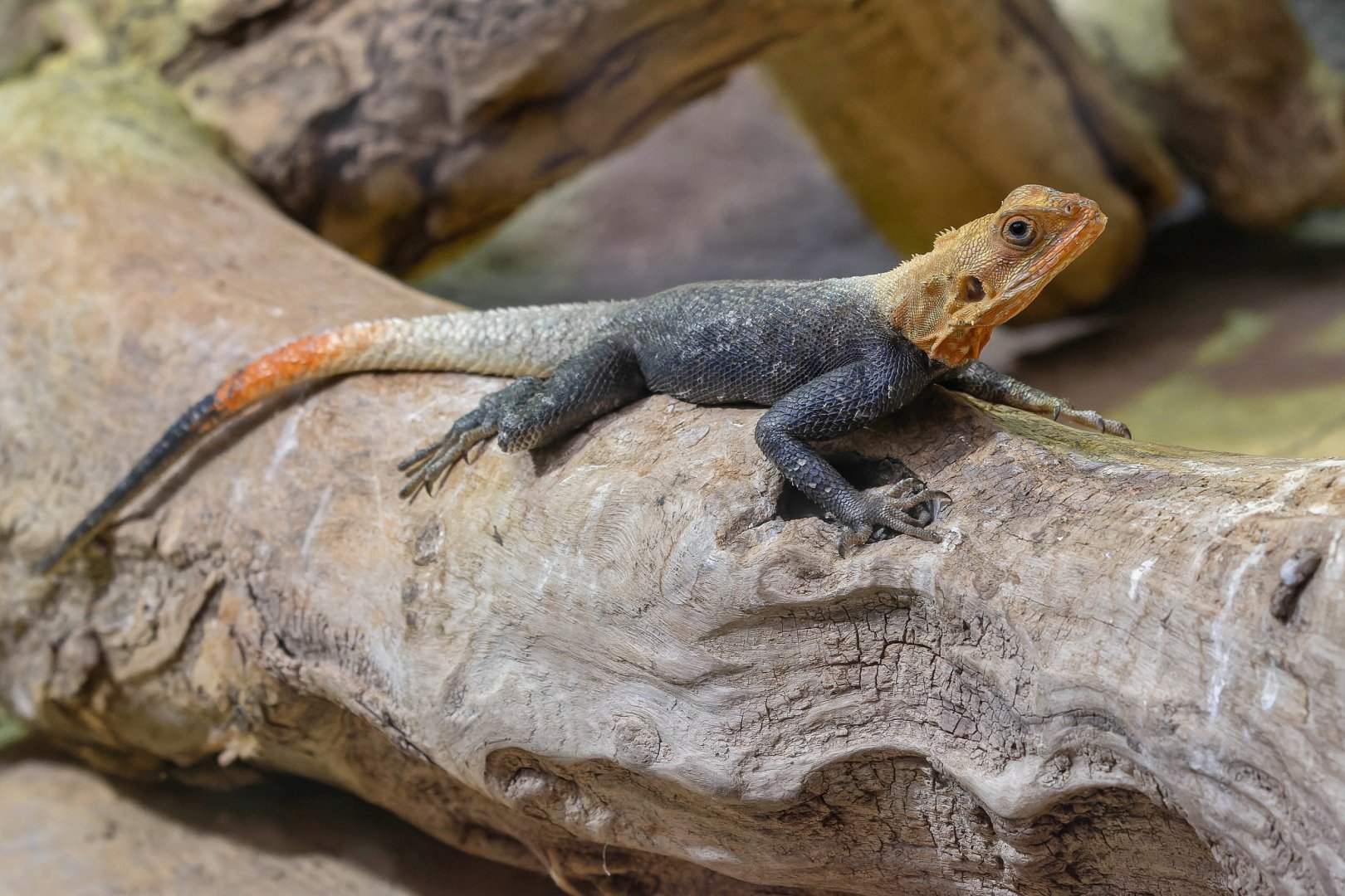 Peter's rock agama (Agama picticauda)