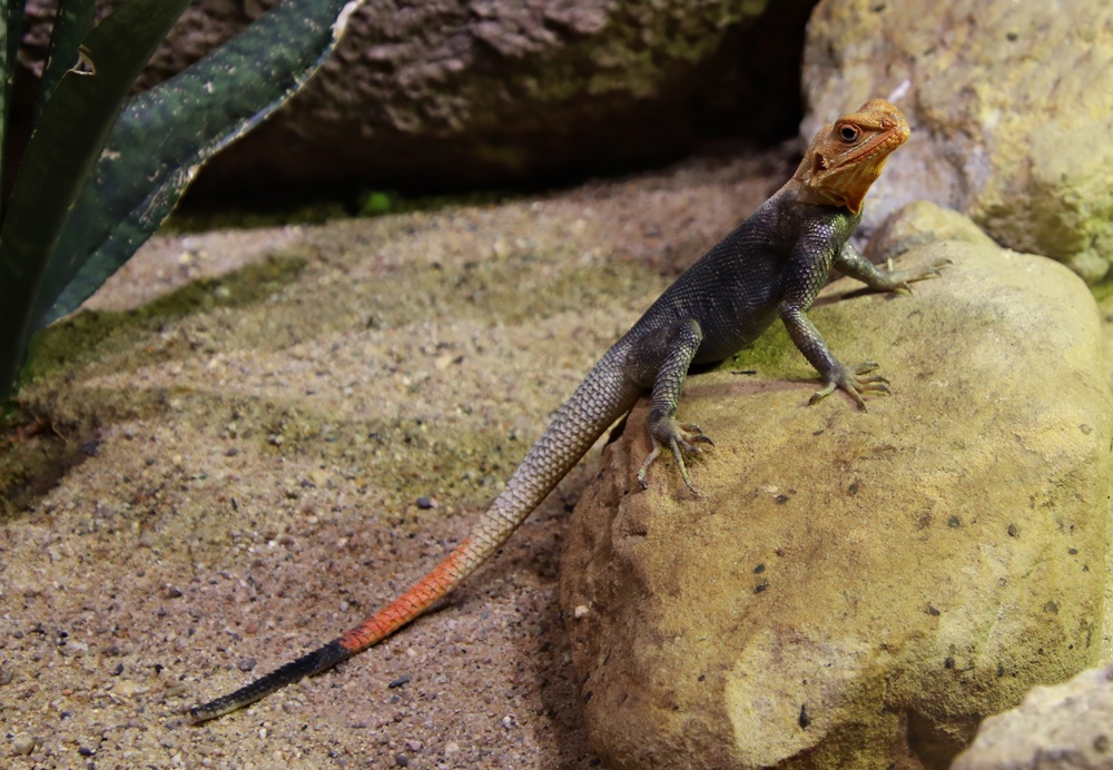 Peter's rock agama (Agama picticauda)