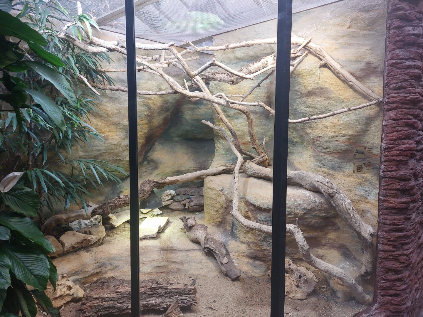 Peter's rock agama & pancake tortoise enclosure
