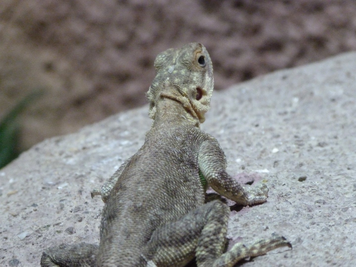 Peters’ rock agama -Zoo Praha (2025)