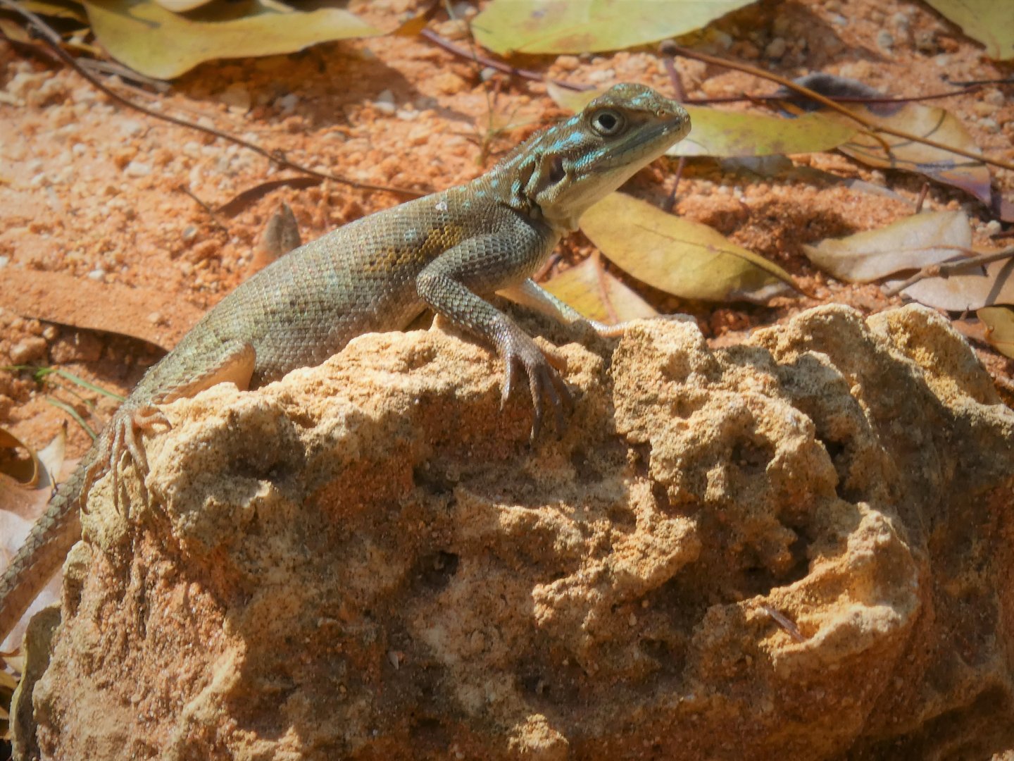 Peter's Rock Agama