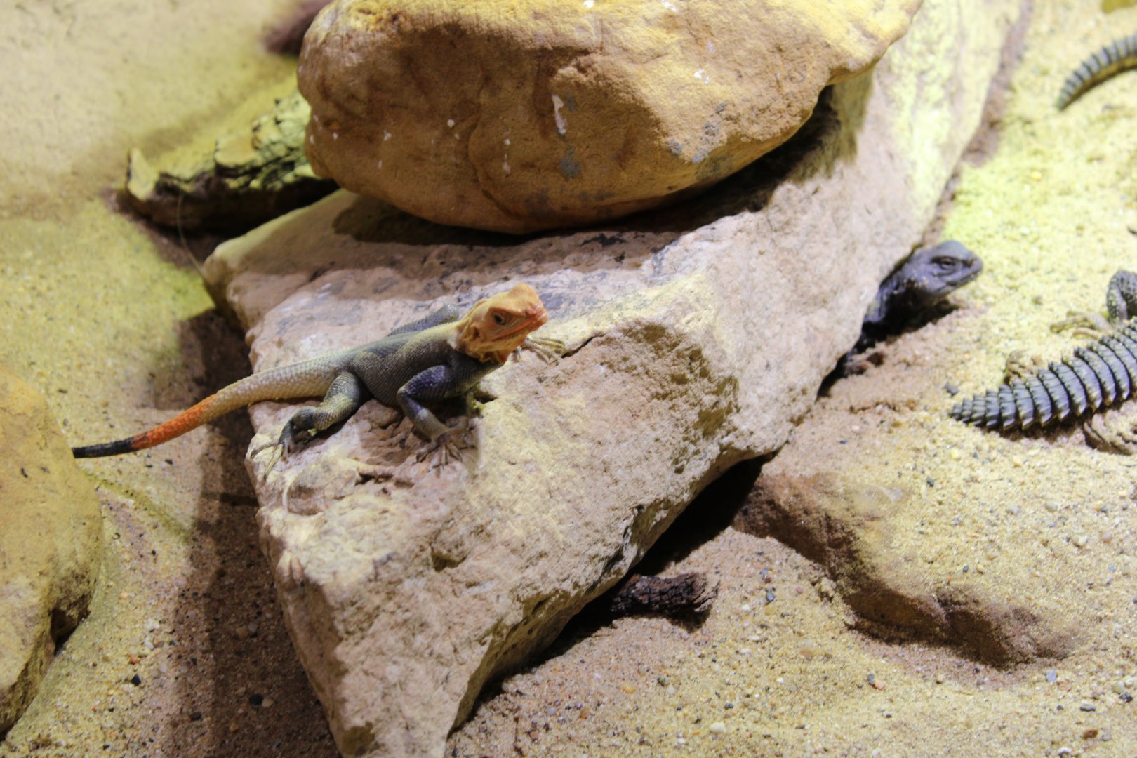 Peter's Rock Agama