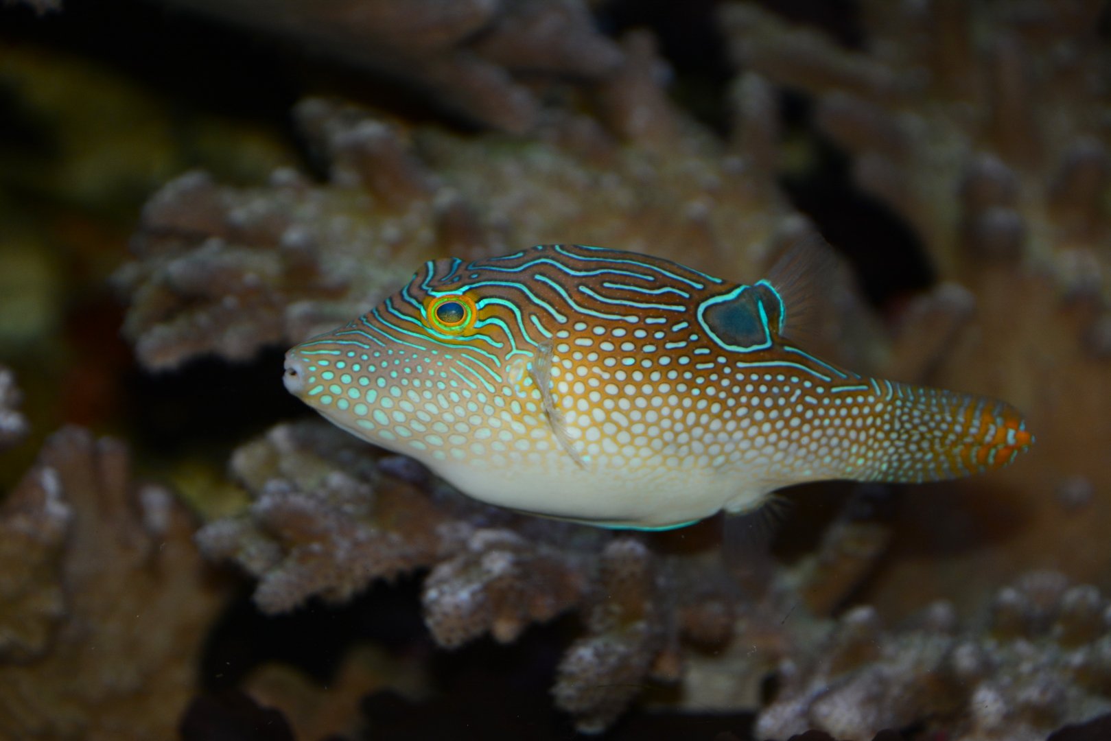 Peter's toby (Canthigaster petersii)