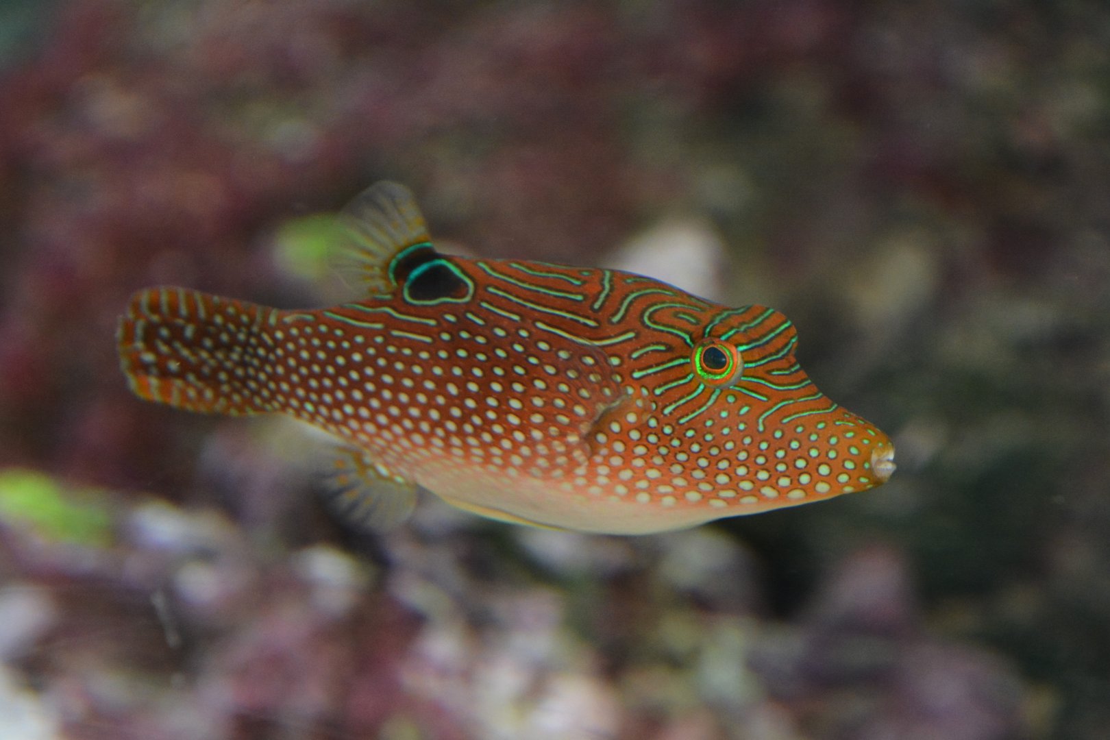 Peter's toby (Canthigaster petersii)