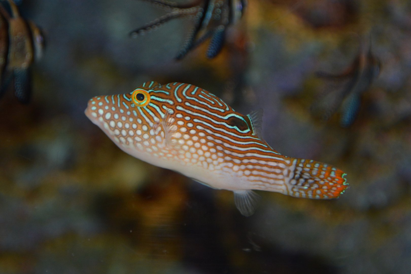 Peter's toby (Canthigaster petersii)