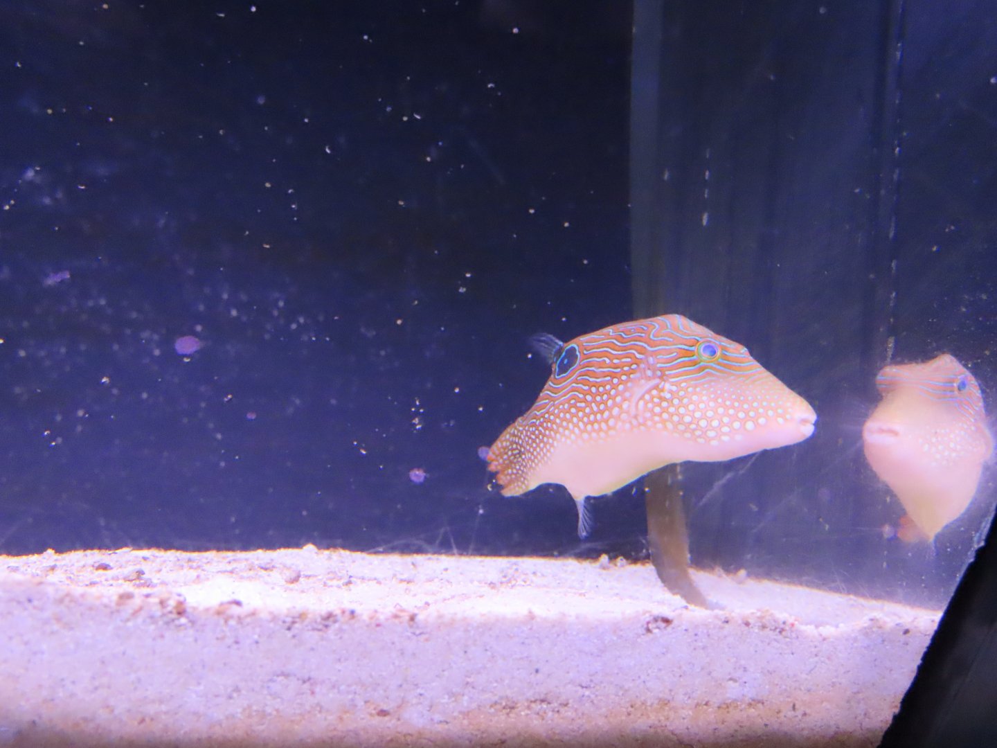 Peter's toby (Canthigaster petersii)
