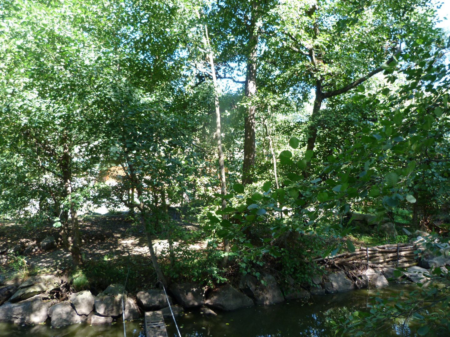Peters’s angolan colobus exhibit -Zoo Plzeň (2025)