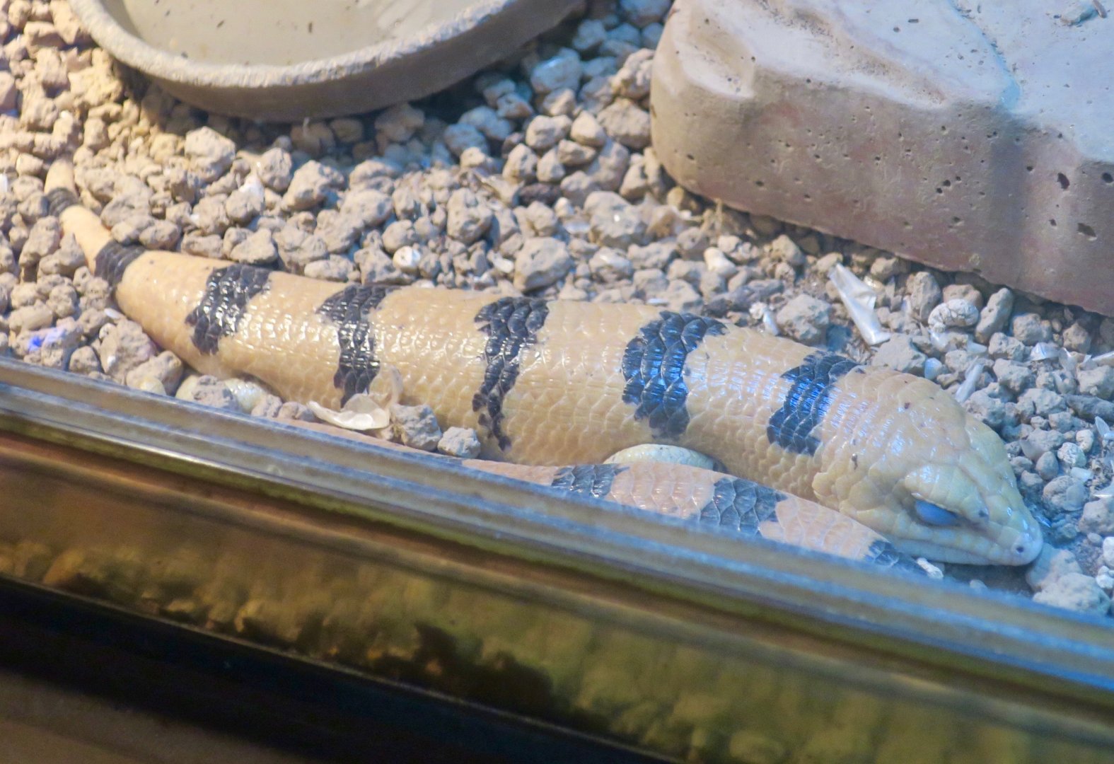 Peters's Banded Skink (Scincopus fasciatus)
