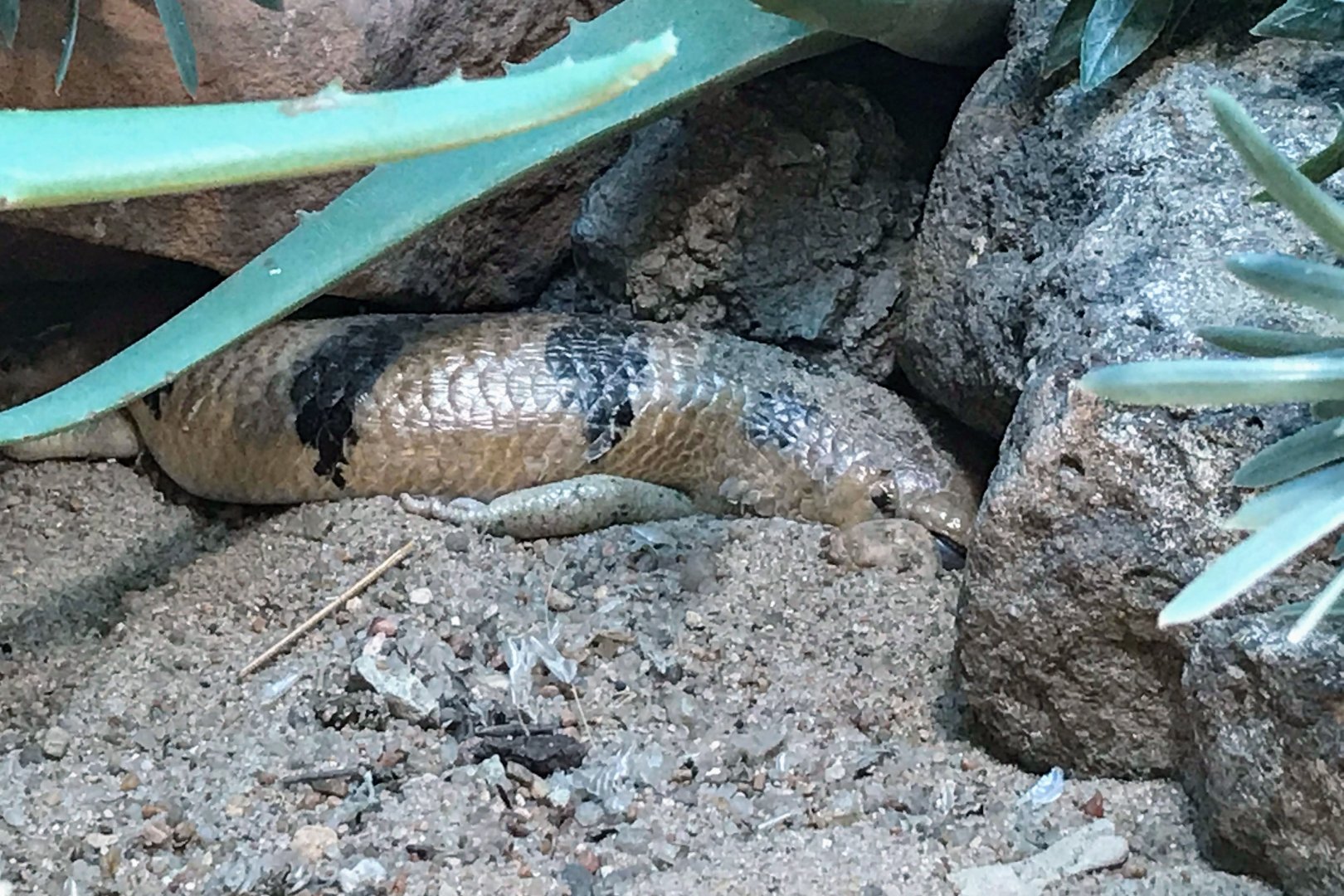 Peters's Banded Skink