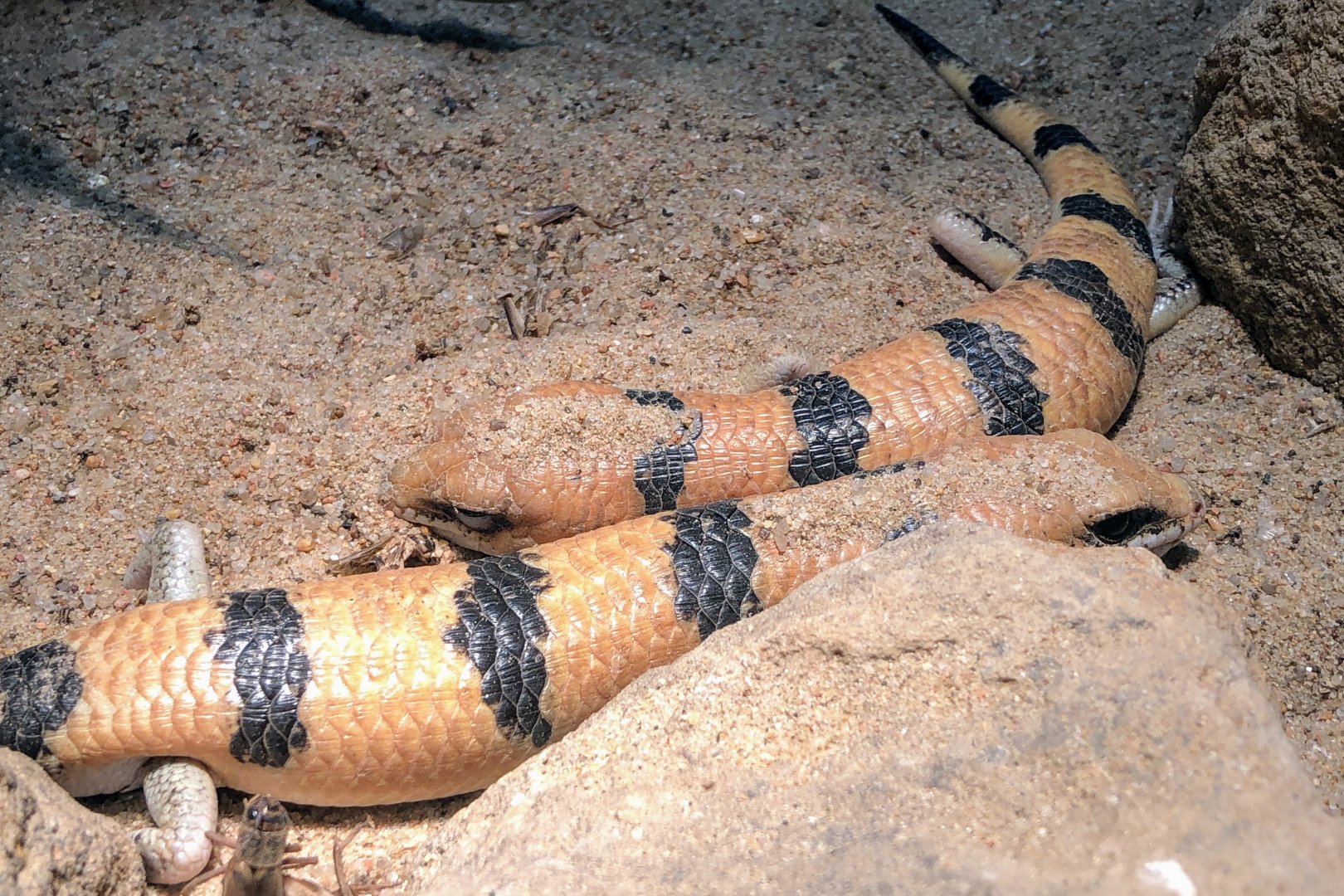 Peters's Banded Skink