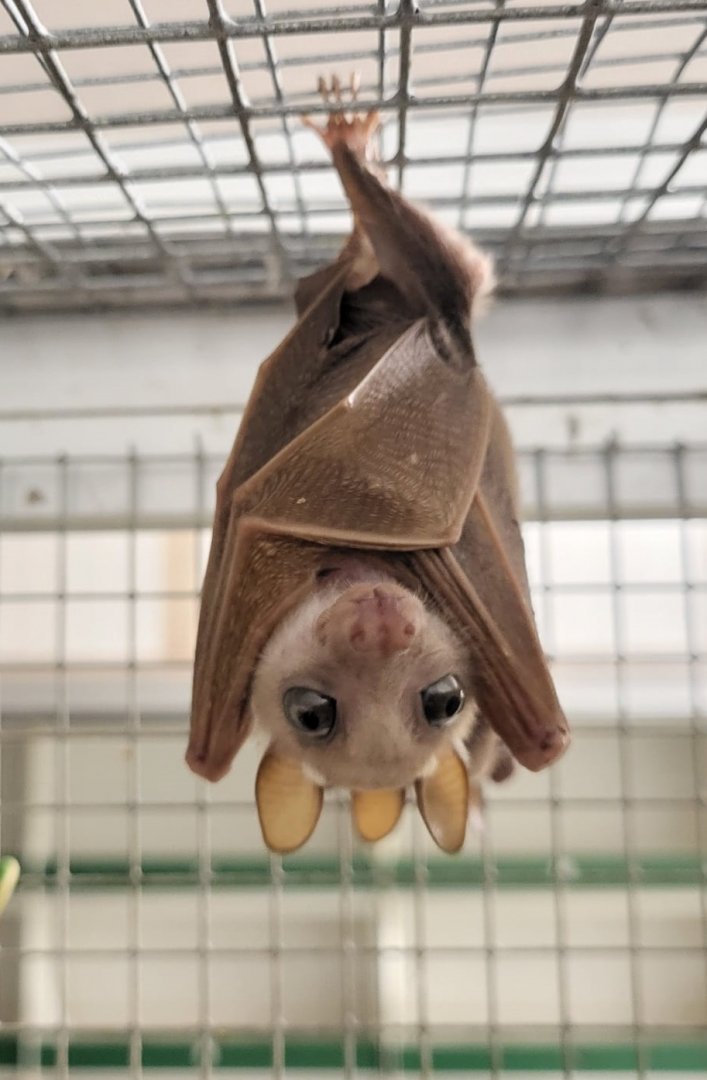 Peters's dwarf epauletted fruit bat - Micropteropus pusillus
