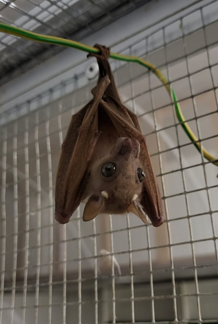 Peters's dwarf epauletted fruit bat - Micropteropus pusillus