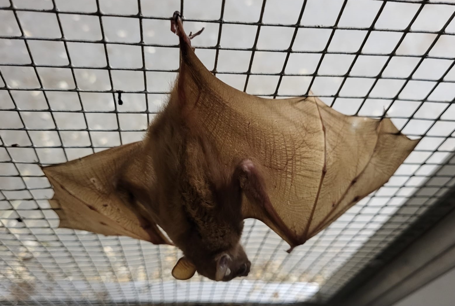 Peters's dwarf epauletted fruit bat - Micropteropus pusillus