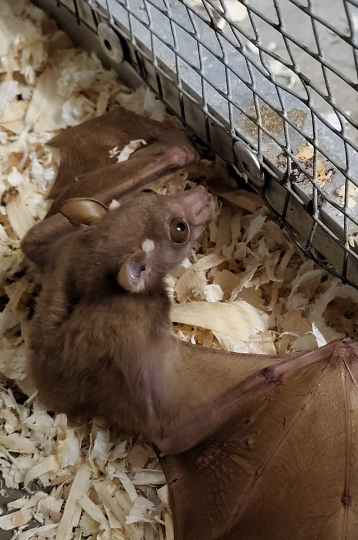 Peters's dwarf epauletted fruit bat -Micropteropus pusillus