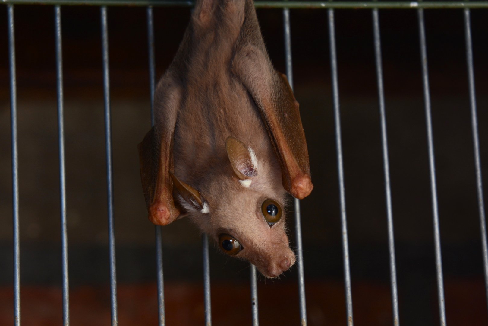 Peters's dwarf epauletted fruit bat (Micropteropus pusillus)