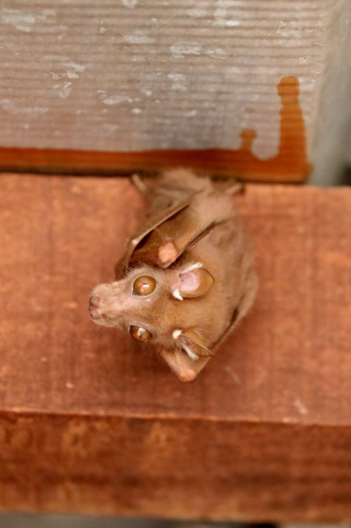 Peters's dwarf epauletted fruit bat (Micropteropus pusillus)