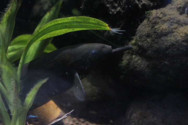 Peters's elephant-nose fish (Gnathonemus petersii)