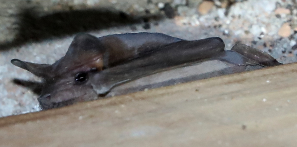 Peters's goblin bat (Mormopterus jugularis)