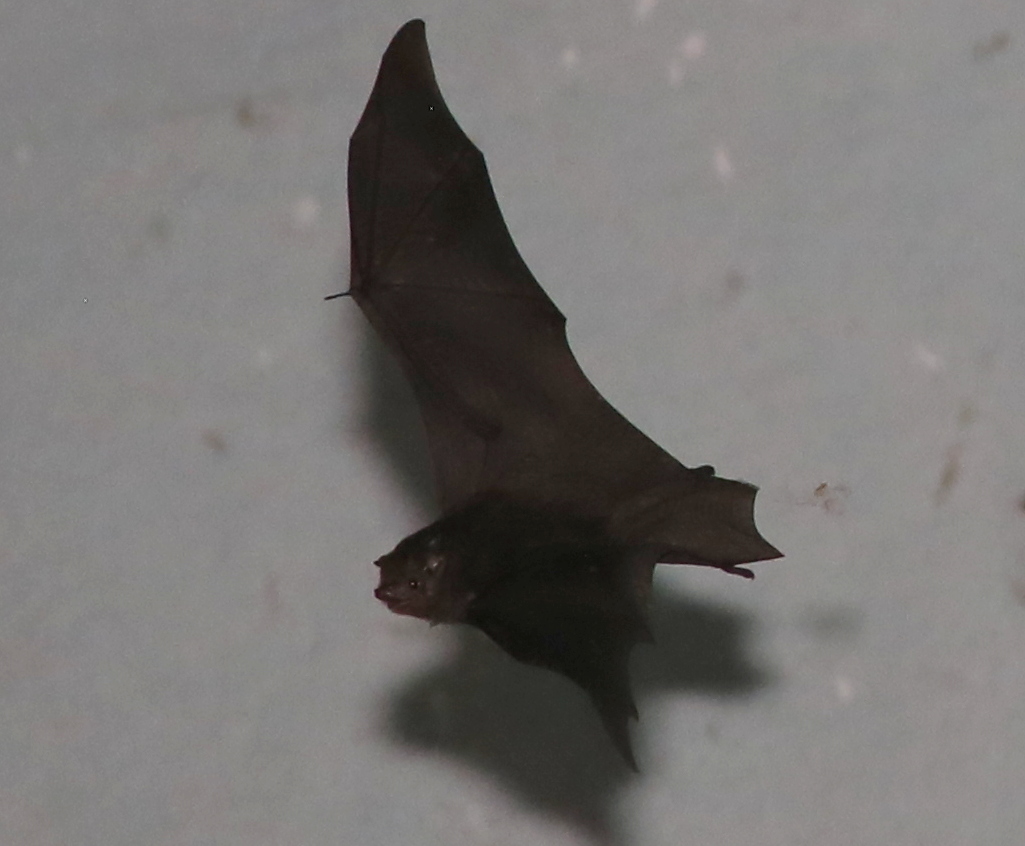 Peters's sheath-tailed bat (Paremballonura atrata)