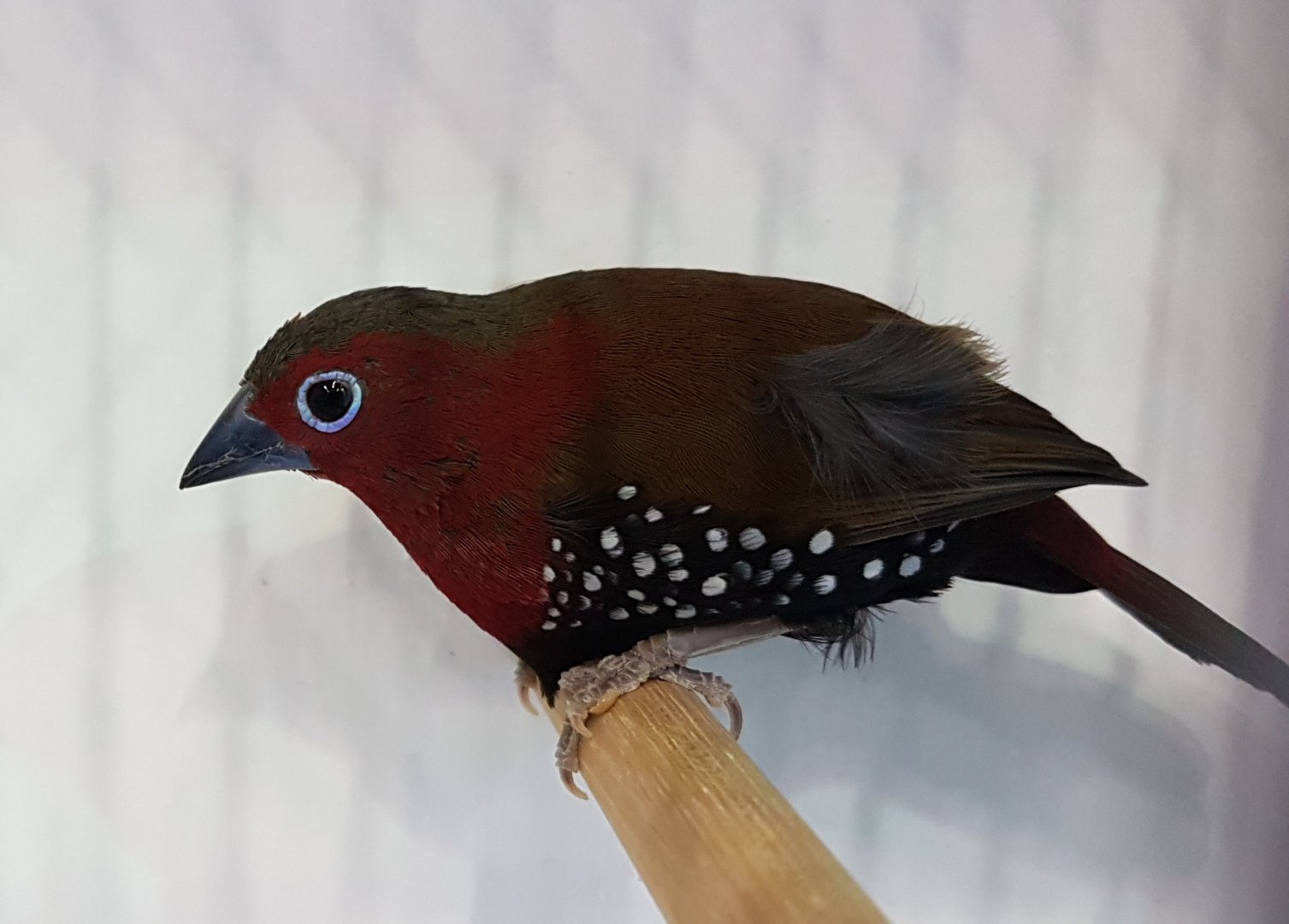 Peters's twinspot - Hypargos niveoguttatus