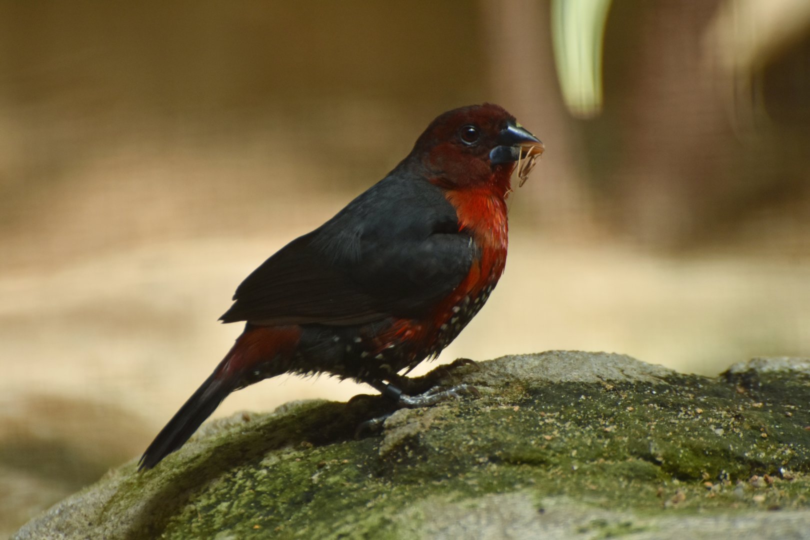 Peters's twinspot (Hypargos niveoguttatus)