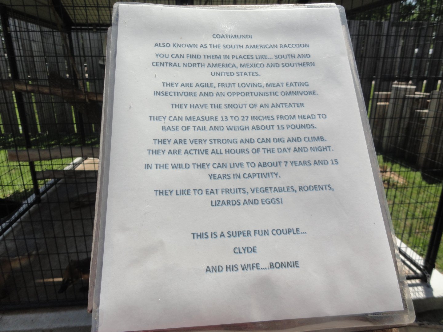 Pete's Safari - Example Signage - Ring Tailed Coati