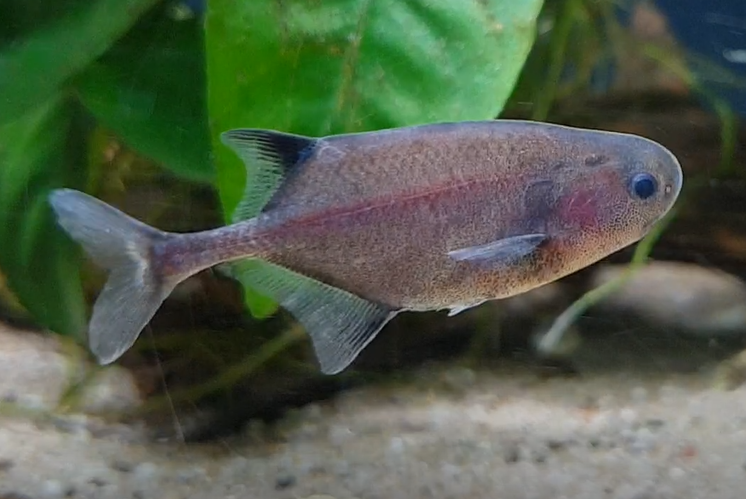 Petrocephalus species
