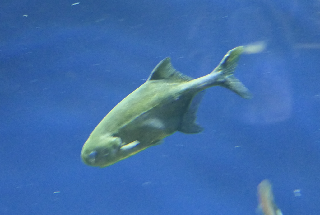 Petrocephalus tenuicaudatus