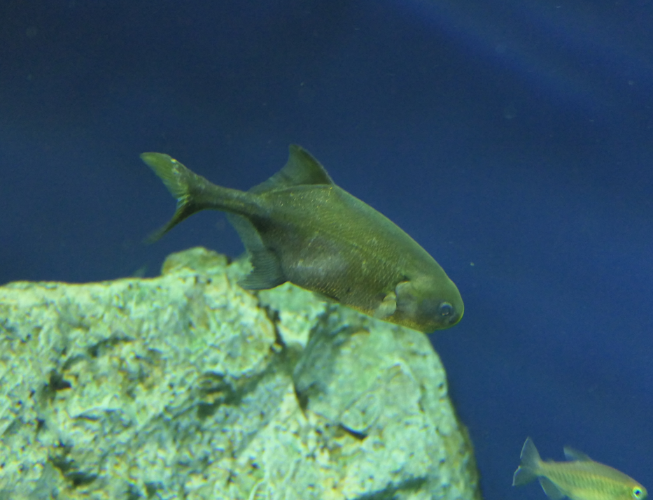 Petrocephalus tenuicaudatus