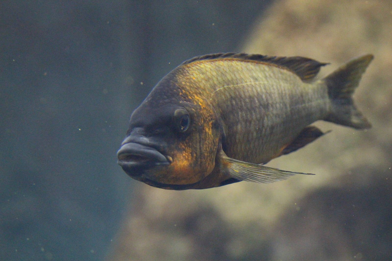 Petrochromis cichlid