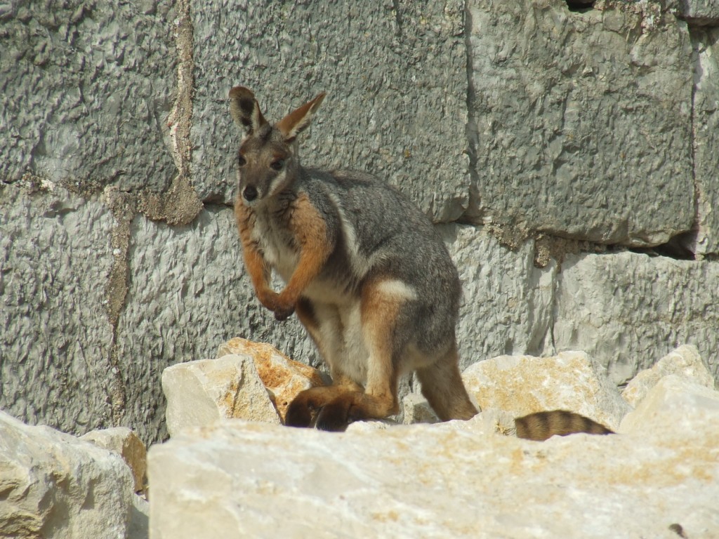 Pétrogales à pieds jaune (Petrogale xanthopus xanthopus)